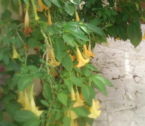 Aparthotel Charalambos Kalavasos