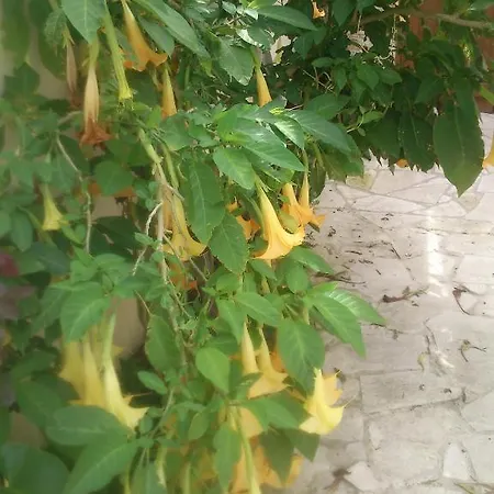 Aparthotel Charalambos Kalavasos